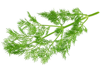 fresh green dill isolated on white background. top view