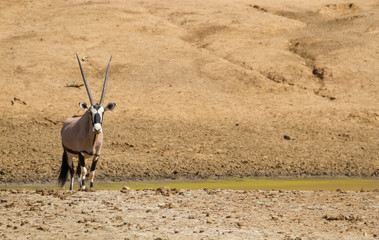 Oryxantilope an einem Wasserloch im zentralen Namibia, Afrika
