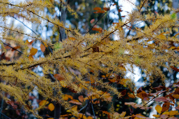 Indian sommer with colorful leaves in autumn.