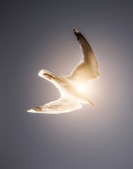 Seagull in sunny clear sky