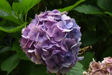 Purple Hortensia or Hydrangea macrophylla closeup