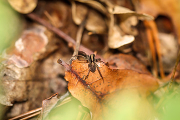 ein Makro einer Spinne, Jagd oder Raubspinne auf einem Blatt