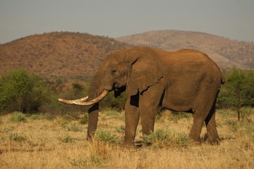 Obraz premium The huge and old Elephant male (Loxodonta africana) in Pilanesberg National Park.