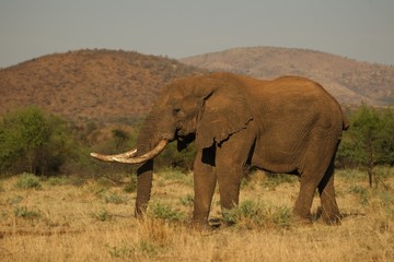 Fototapeta na wymiar The huge and old Elephant male (Loxodonta africana) in Pilanesberg National Park.