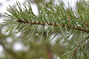 mushrooms in a pine forest