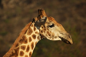 Obraz premium The African giraffe (Giraffa camelopardalis giraffa) making a bow to drink from waterhole.