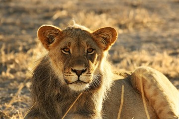 Young lion male (Panthera leo) have a rest in Kalahari desert.