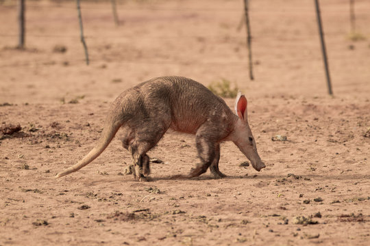 Erdferkel in Namibia auf Futtersuche in der D&auml;mmerung