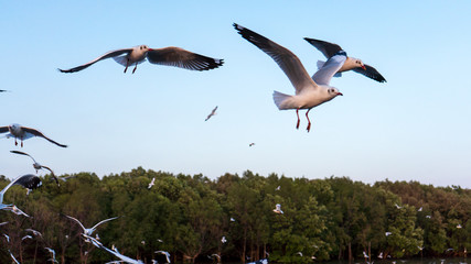 Obraz premium Seagull