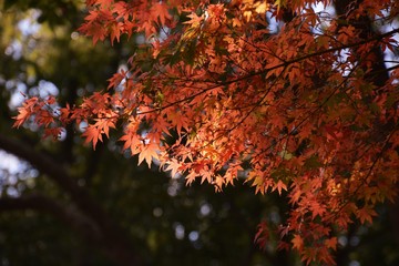 Autumn leaves of Japanese maple