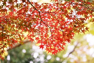 Autumn leaves of Japanese maple
