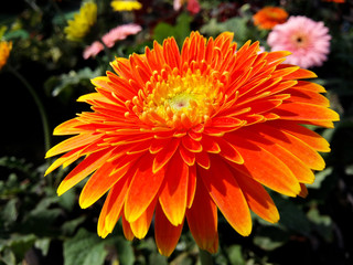 close up gerbera daisy flower in garden - beautiful orange gerbera flower in nature