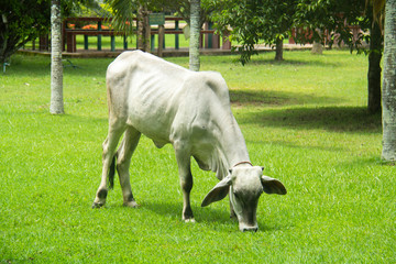 Obraz premium Cow eating grass