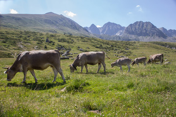 Idyllic landscape with herd of cow grazing on green field with fresh grass under blue peaceful sky in Pyrenees. Nature concept. 