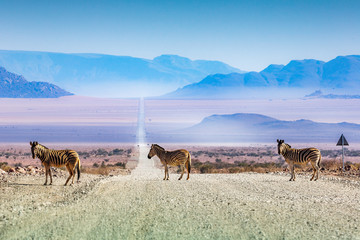 Zebras crossing the road, Namibia, Africa