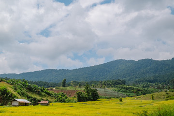 Fototapeta na wymiar landscape view of rice terraces field in the valley