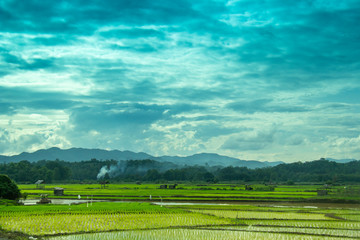 Fototapeta na wymiar Green rice field in northern Thailand