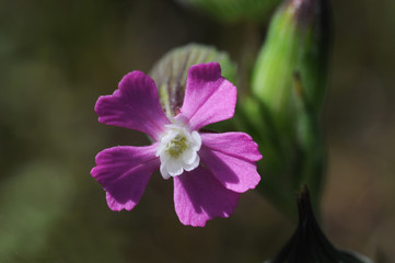 Silene conica striped corn catchfly small herbaceous plant with pink purple flowers and amphora shaped chalice