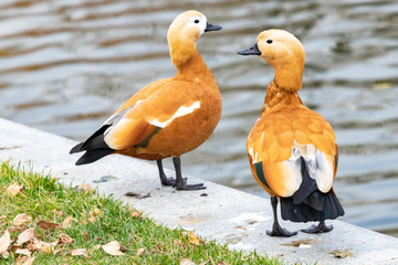 Two Ogar (red duck) on the shore of a lake in Gorky Park. Moscow. - obrazy, fototapety, plakaty