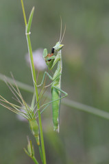 Ameles cf picteti European dwarf mantis small green insect devouring a prey