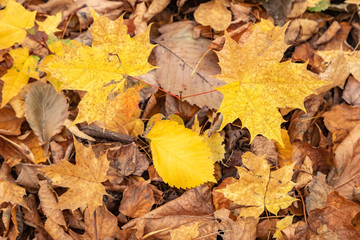 Naklejka na ściany i meble Fallen Bright yellow maple and lime leaves on a carpet of withered brown leaves. Moscow.Neskuchny garden.