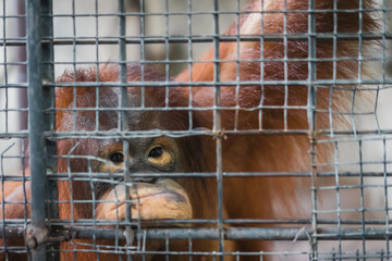 Obraz premium Sadly monkey, orangutan in steel cage, imprisoned emotional scene of primate animal.