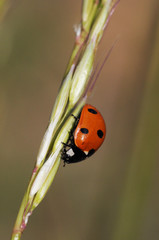 Coccinella septempunctata sevenspotted ladybug is the most common species of this red and black dotted beetle that fights against aphid pests