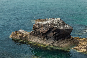Fototapeta premium Birds on a Rocky Outcrop in the Turquoise Sea