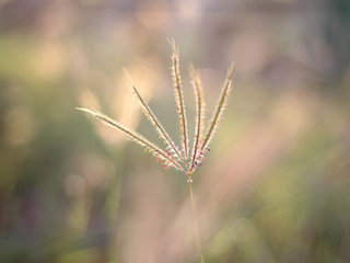 The grass flowers in the morning as the sun rises.