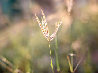 The grass flowers in the morning as the sun rises.