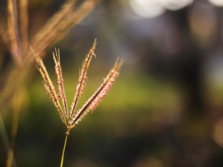 The grass flowers in the morning as the sun rises.