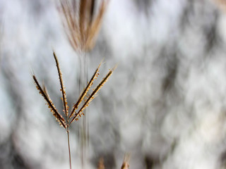 The grass flowers in the morning as the sun rises.