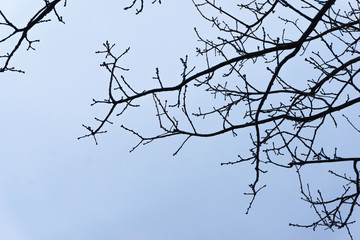 Branches without leaves against the sky. Buds of tree branches against a gray sky. Bare tree. A tree with thin branches without leaves.