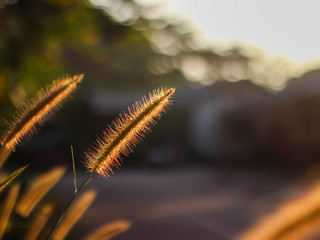 The grass flowers in the morning as the sun rises.