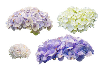 hydrangea flowers or hortensia flowers isolated on white background