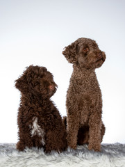 Two Australian labradoodles isolated on white. Puppy and adult dog. Image taken in studio with white background. 