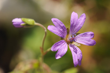 Geranium pyrenaicum Hedgerow Cranesbill small purple pink flower that grows in mountain areas in Andalusia