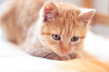 ginger cute kitten lying on pillow, close up view