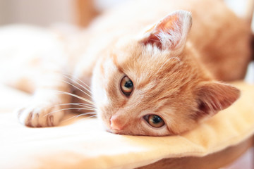 ginger cute kitten lying on pillow, close up view