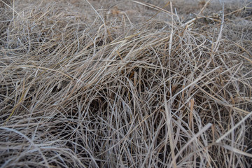 texture of Cyperus esculentus chufa plant detail