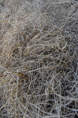 texture of Cyperus esculentus chufa plant detail