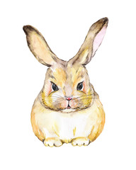 Rabbit watercolor cute cartoon character. Hand drawn illustration isolated on white background.