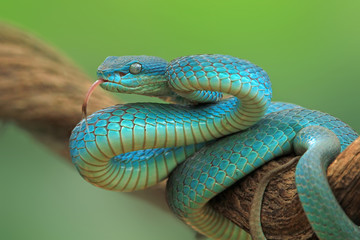 Snakes Blue Viper Wall Mural Wallpaper Murals Wallsheaven Kuritafsheen