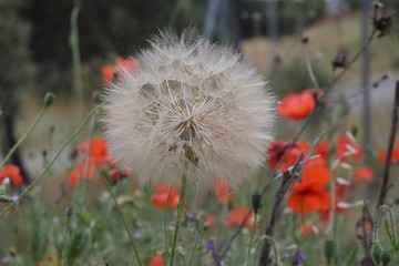 dandelion in grass