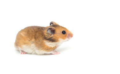 Syrian hamster on a white background