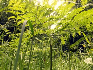 Waldblick