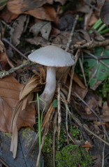 Mushroom in the autumn forest