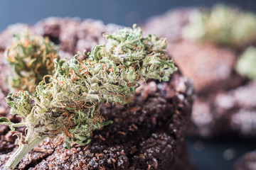 chocolate chip cookies with marijuana, sprinkled with chocolate chips and cannabis, are on a slate dish. close- up
