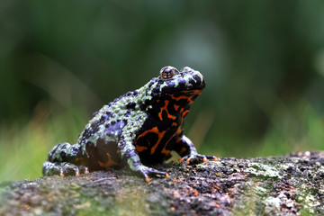 Two fire belly toad closeup, fire belly toad on wood, animal closeup
