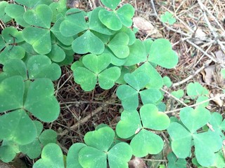 Glücksklee zu Silvester